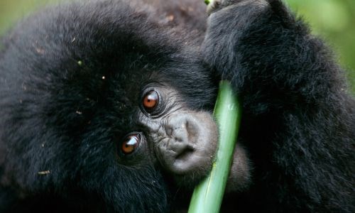 Mountain Gorillas