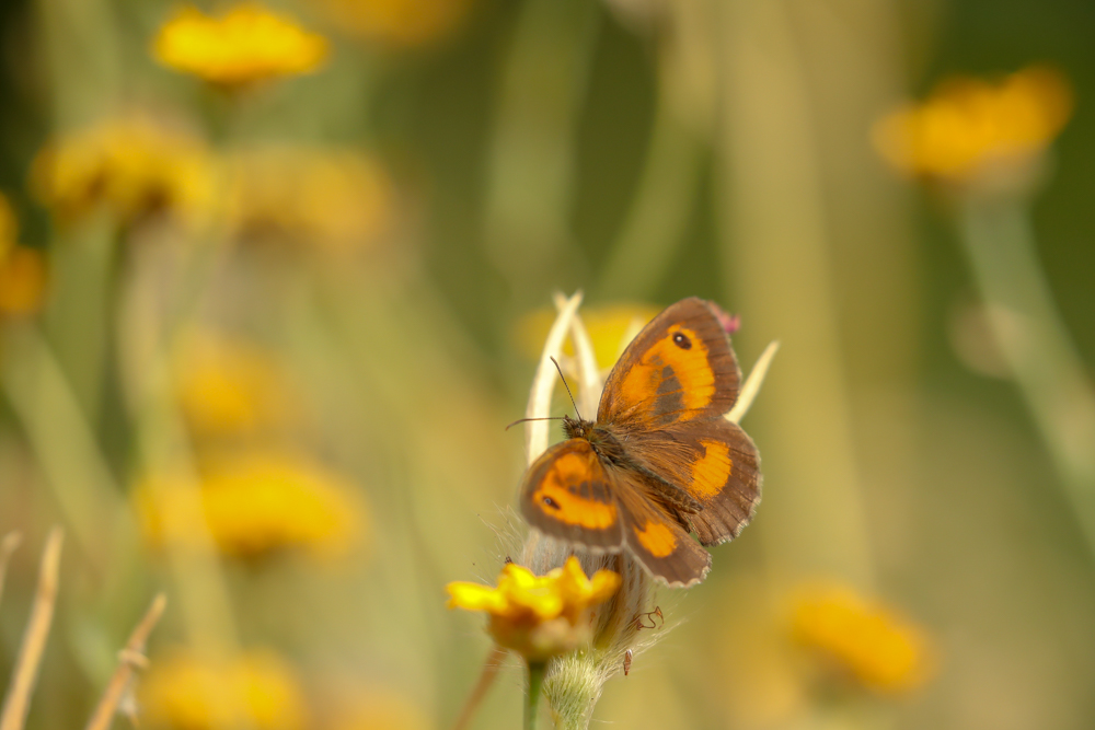 An image of a Butterfly resting on a flower.